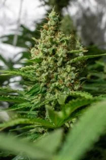 Californian Gold Feminized 3Seeds