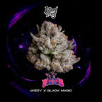 Wizzard Trees , Voodoo , 3 Seeds