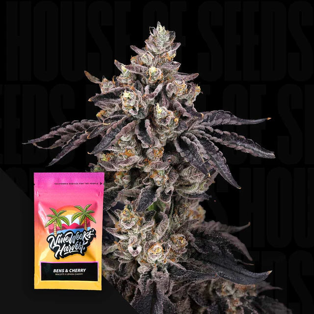 Bens & Cherry Feminized 3 Seeds