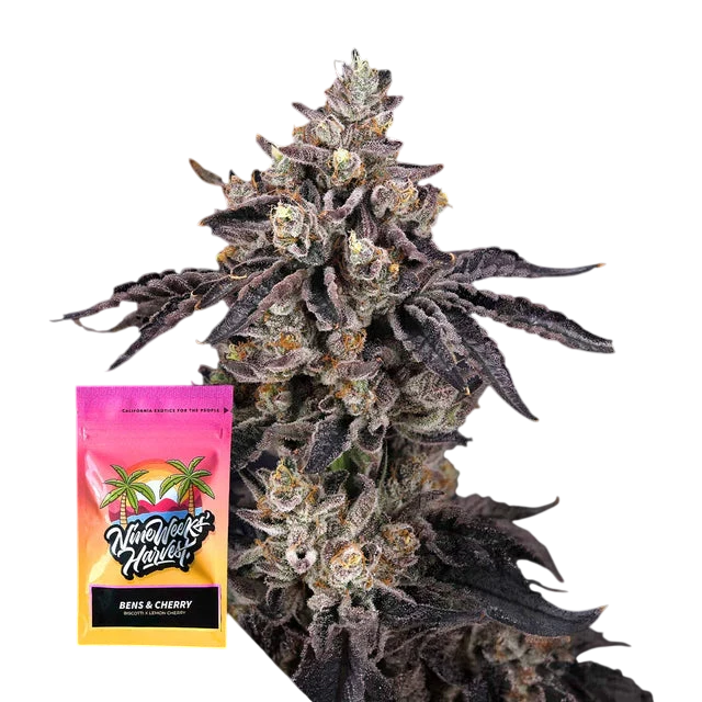 Bens & Cherry Feminized 3 Seeds