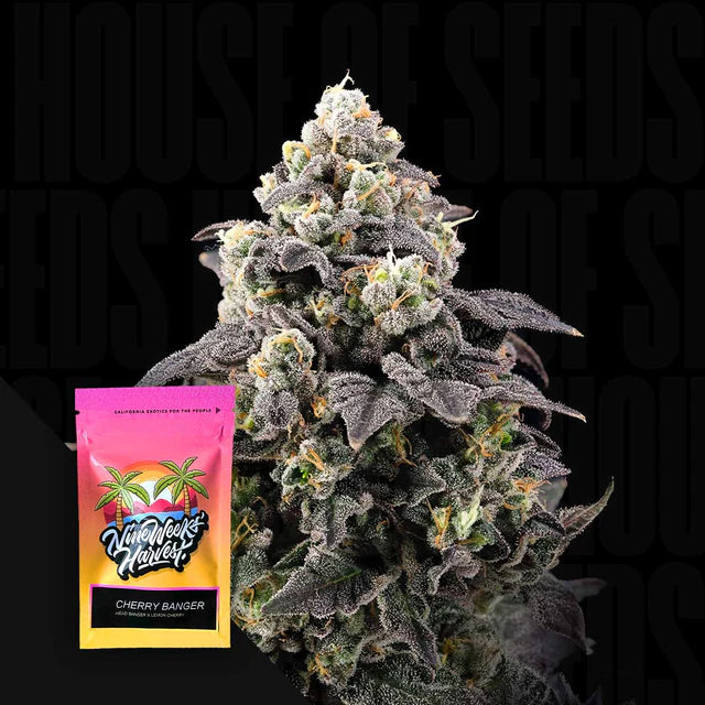 Cherry Banger Feminized 3 Seeds