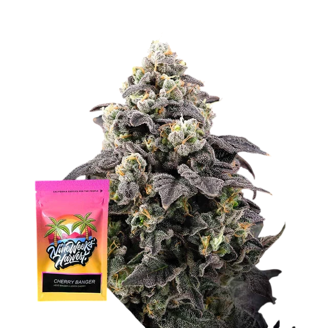 Cherry Banger Feminized 3 Seeds