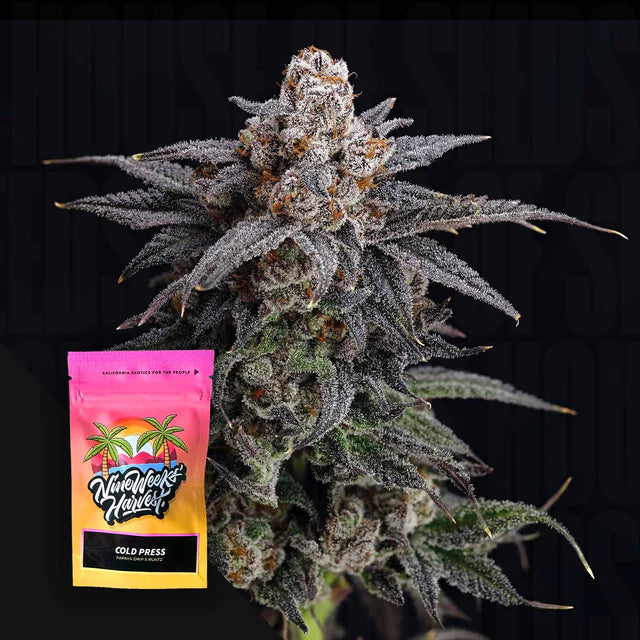 Cold Press Feminized 6 Seeds