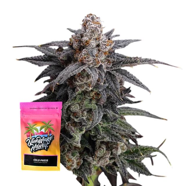 Cold Press Feminized 6 Seeds