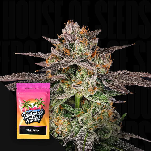 Candyqueso Feminized 6 Seeds