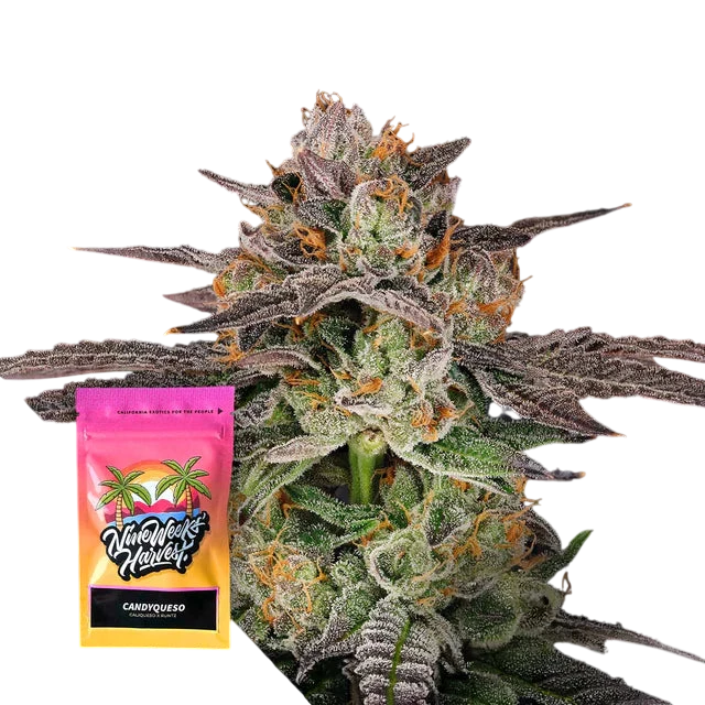 Candyqueso Feminized 6 Seeds
