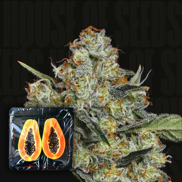 Dulce de Papaya Feminized 3 Seeds