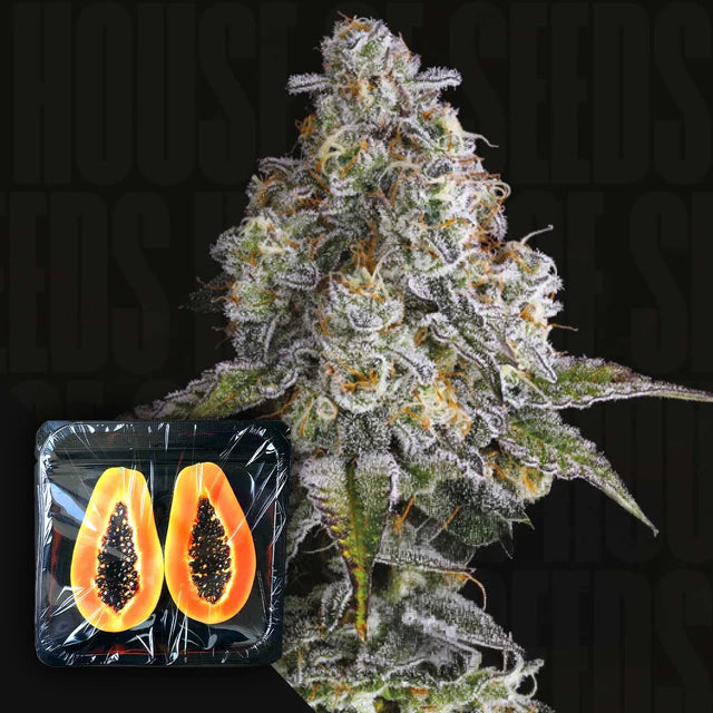 Drip District Feminized 3 Seeds