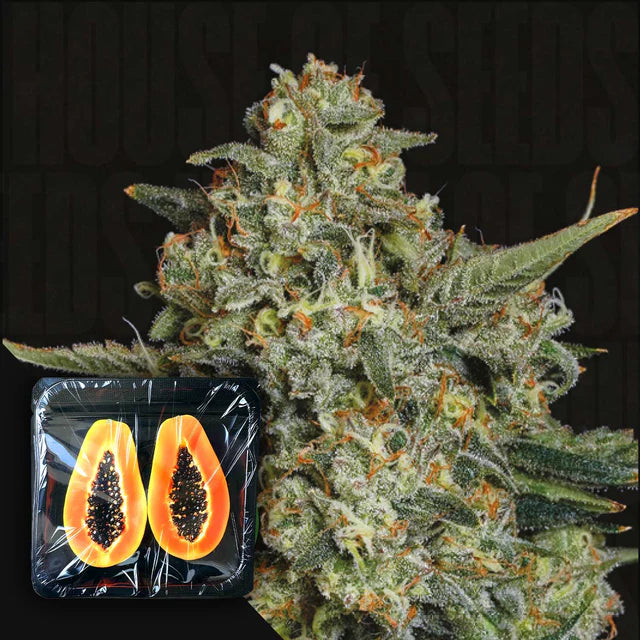 Funky Drip Feminized 3 Seeds