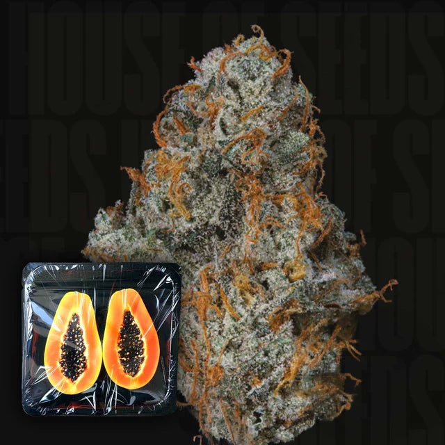 Fruit Fuel Feminized 3 Seeds