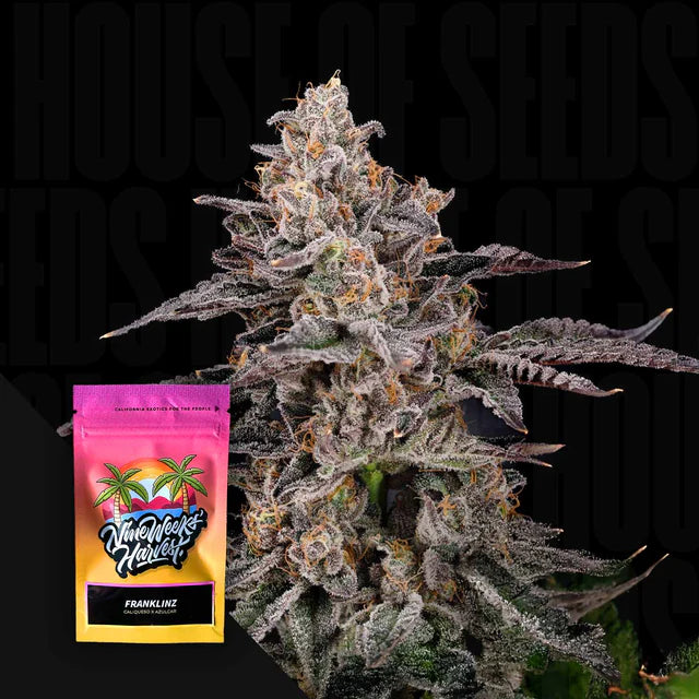 Franklinz Feminized 3 Seeds