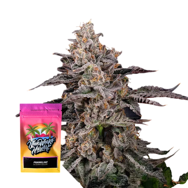Franklinz Feminized 3 Seeds