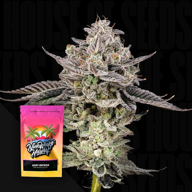 Gary Patron Feminized 3 Seeds