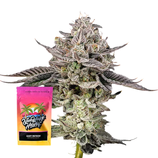 Gary Patron Feminized 3 Seeds