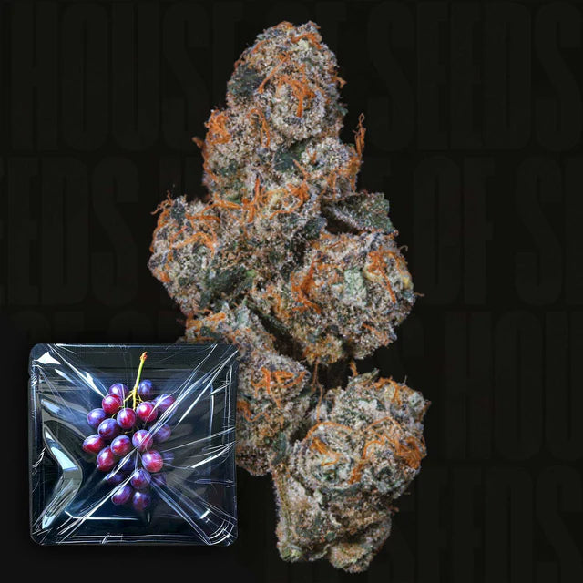 Grape Squeeze Feminized 3 Seeds