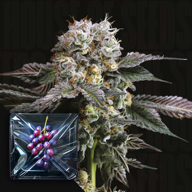 Hash Drip Feminized 3 Seeds