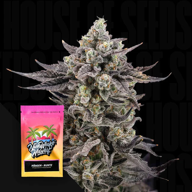 Häagen Runtz Feminized 6 Seeds
