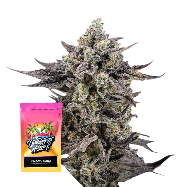 Häagen Runtz Feminized 6 Seeds