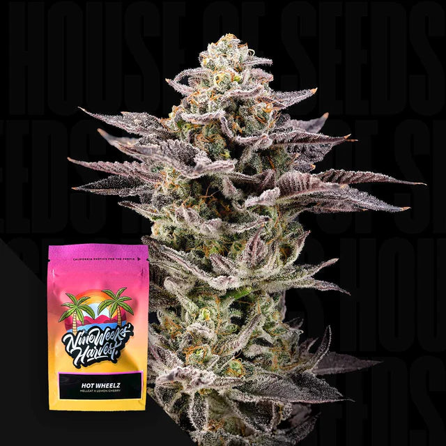 Hot Wheelz Feminized 3 Seeds