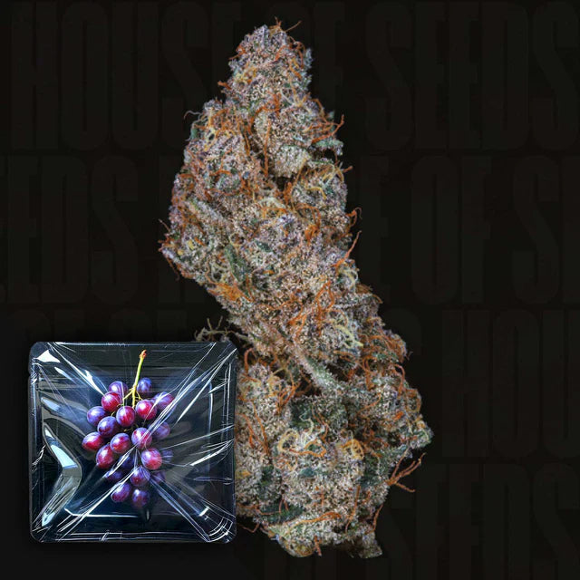 Ice Pop Feminized 3 Seeds