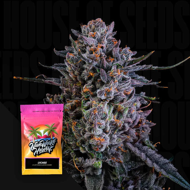 Lychee Feminized 3 Seeds