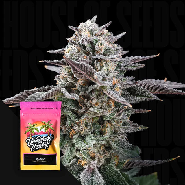 Mirage Feminized 3 Seeds