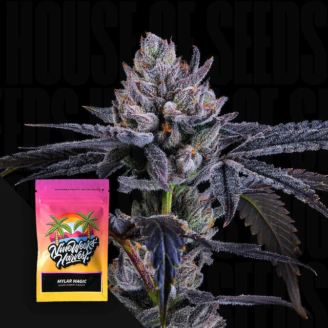 Mylar Magic Feminized 6 Seeds