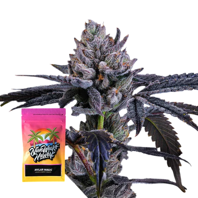 Mylar Magic Feminized 6 Seeds