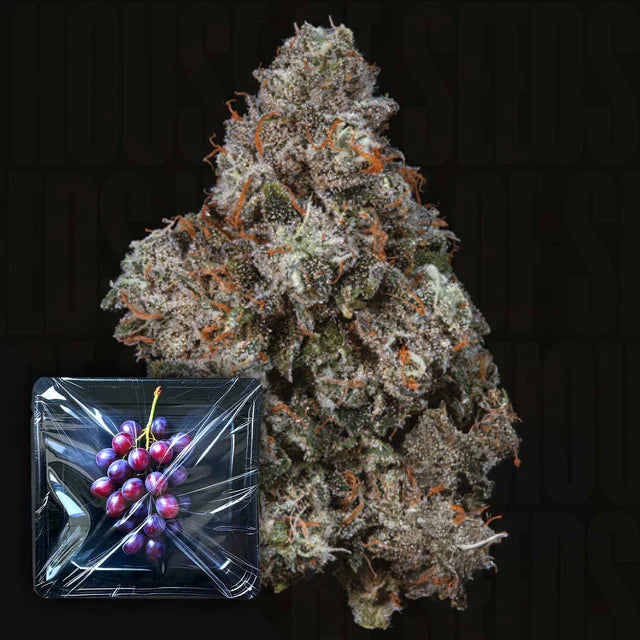 Pruno Feminized 3 Seeds
