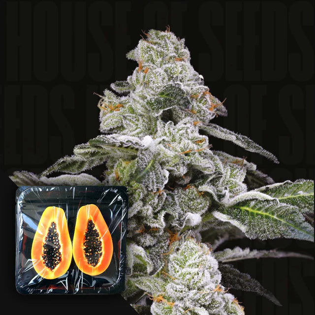 Papaya Puffs Feminized 3 Seeds