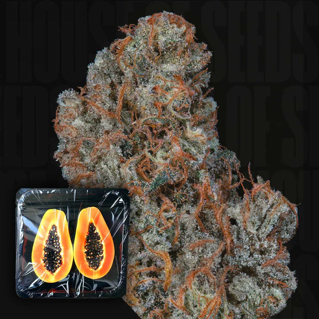 Riviera Drip Feminized 3 Seeds