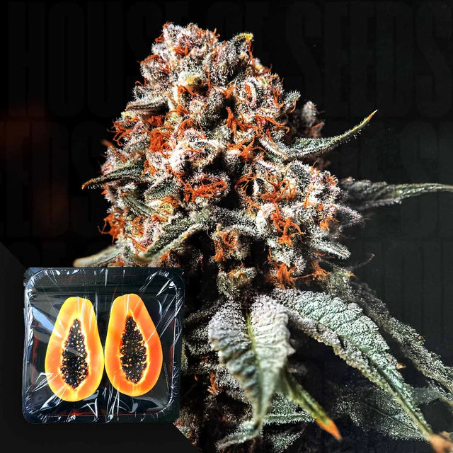 Super Drip Feminized 3 Seeds