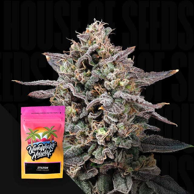 Ztilton Feminized 6 Seeds