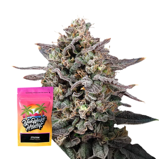 Ztilton Feminized 6 Seeds