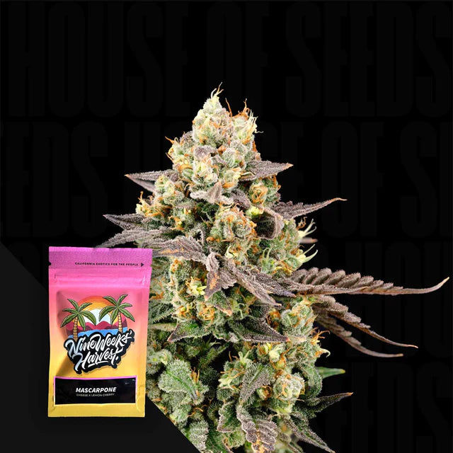 Mascarpone Feminzed 3 Seeds