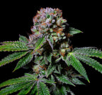 Aca-Dos Delight feminisiert, 1Seeds