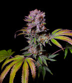 Aca-Dos Delight feminisiert, 1Seeds