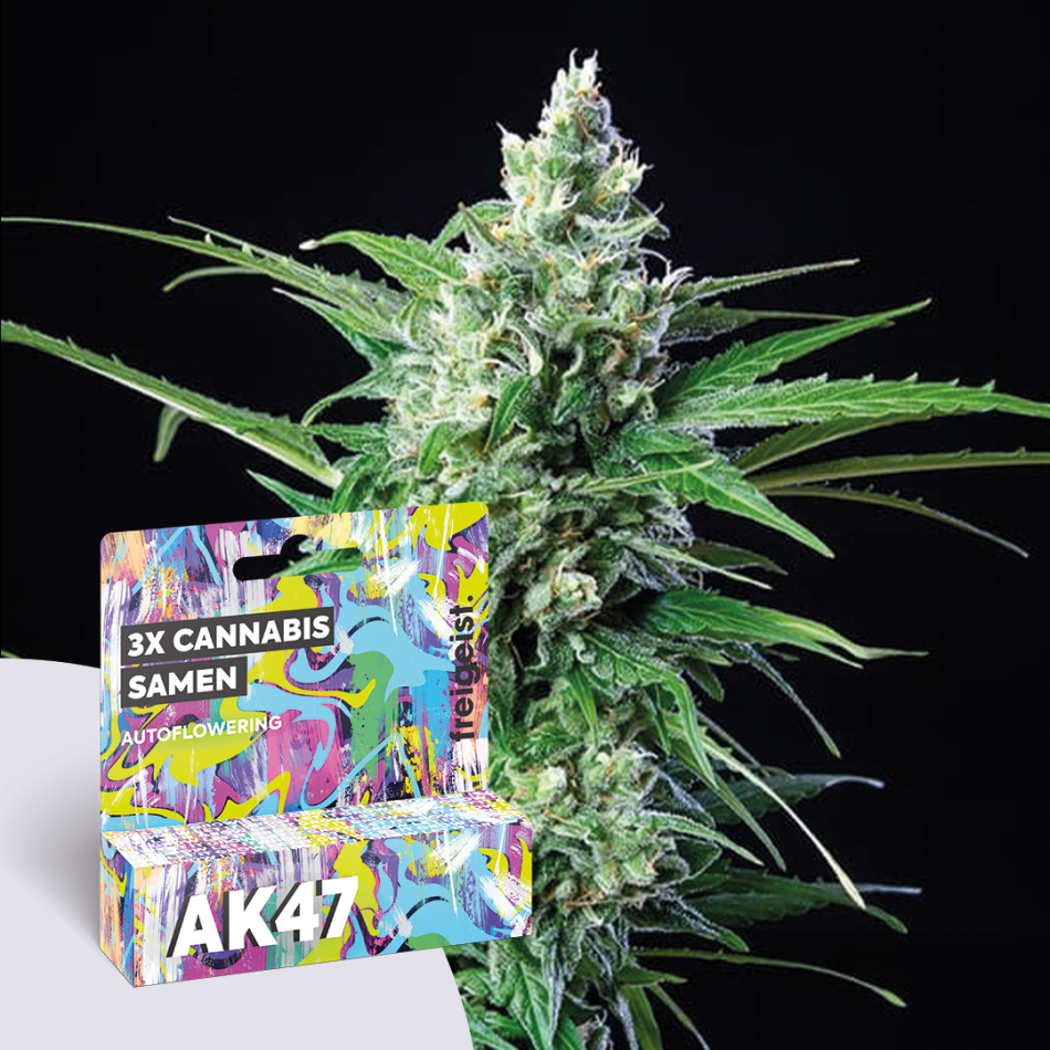 Autoflowering "AK47" 3 Stück