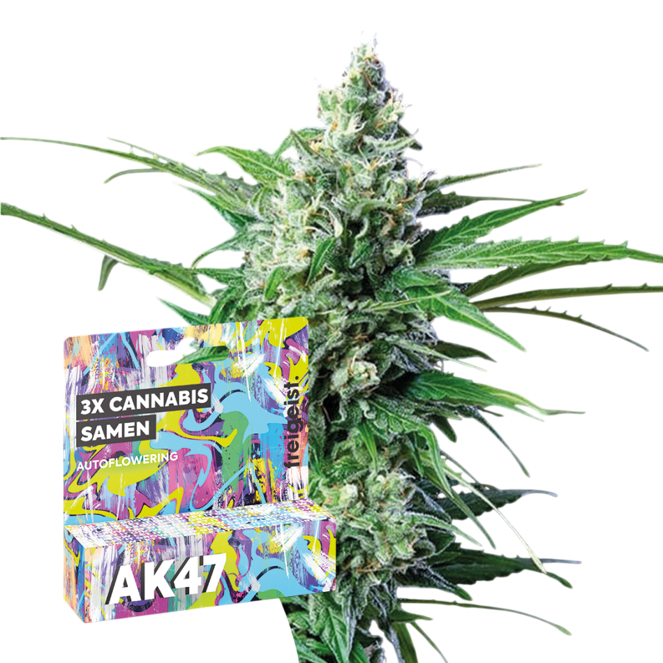 Autoflowering "AK47" 3 Stück