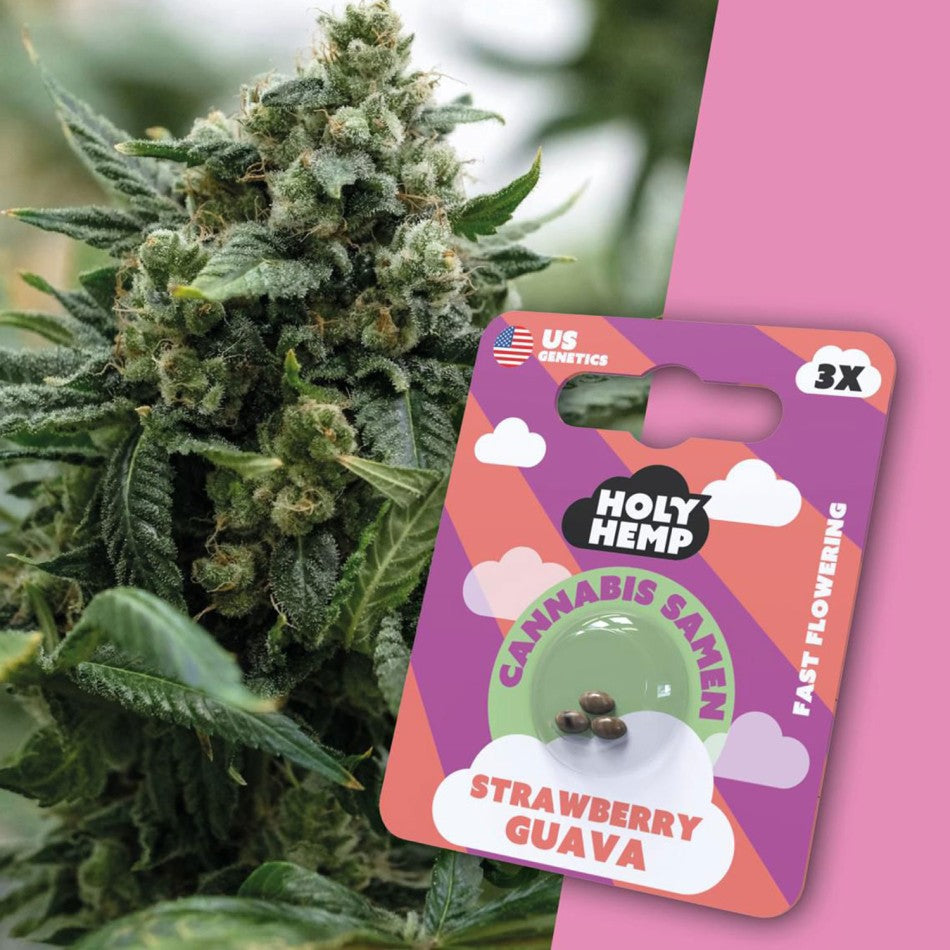 Strawberry Guava 3 Stück