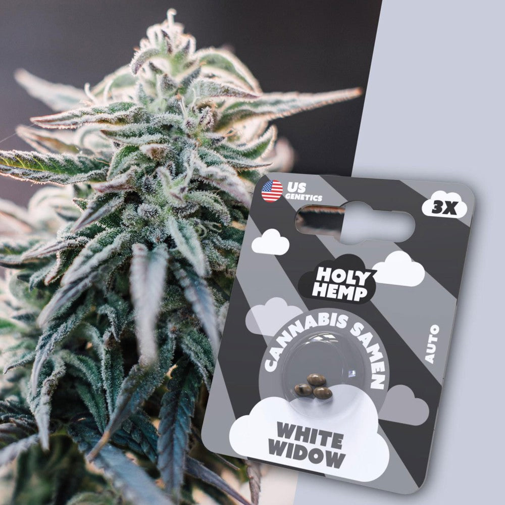 White Widow 3 Stück