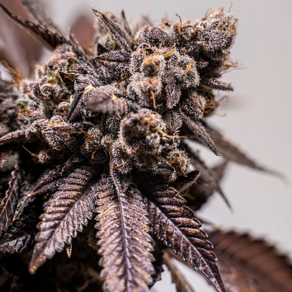 "Auto Runtz" | 21-25% THC | Ultra Genetic | 3 Samen