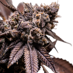"Auto Runtz" | 21-25% THC | Ultra Genetic | 3 Samen