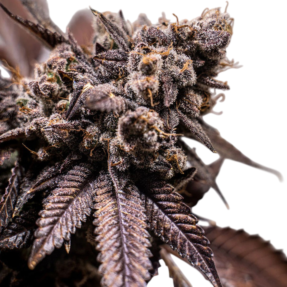 "Auto Runtz" | 21-25% THC | Ultra Genetic | 3 Samen