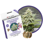 "Auto Bubblegum" | 21-25% THC | Ultra Genetic | 3 Samen