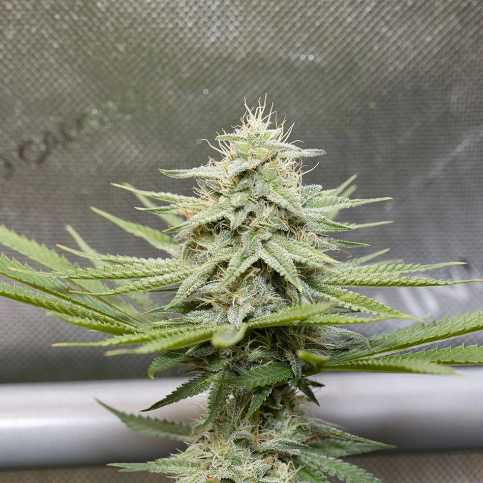"Auto Bubblegum" | 21-25% THC | Ultra Genetic | 3 Samen