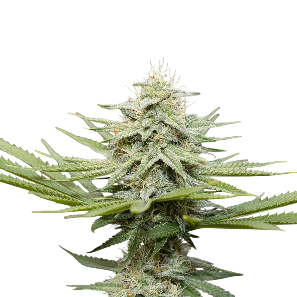 "Auto Bubblegum" | 21-25% THC | Ultra Genetic | 3 Samen