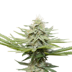 "Auto Bubblegum" | 21-25% THC | Ultra Genetic | 3 Samen