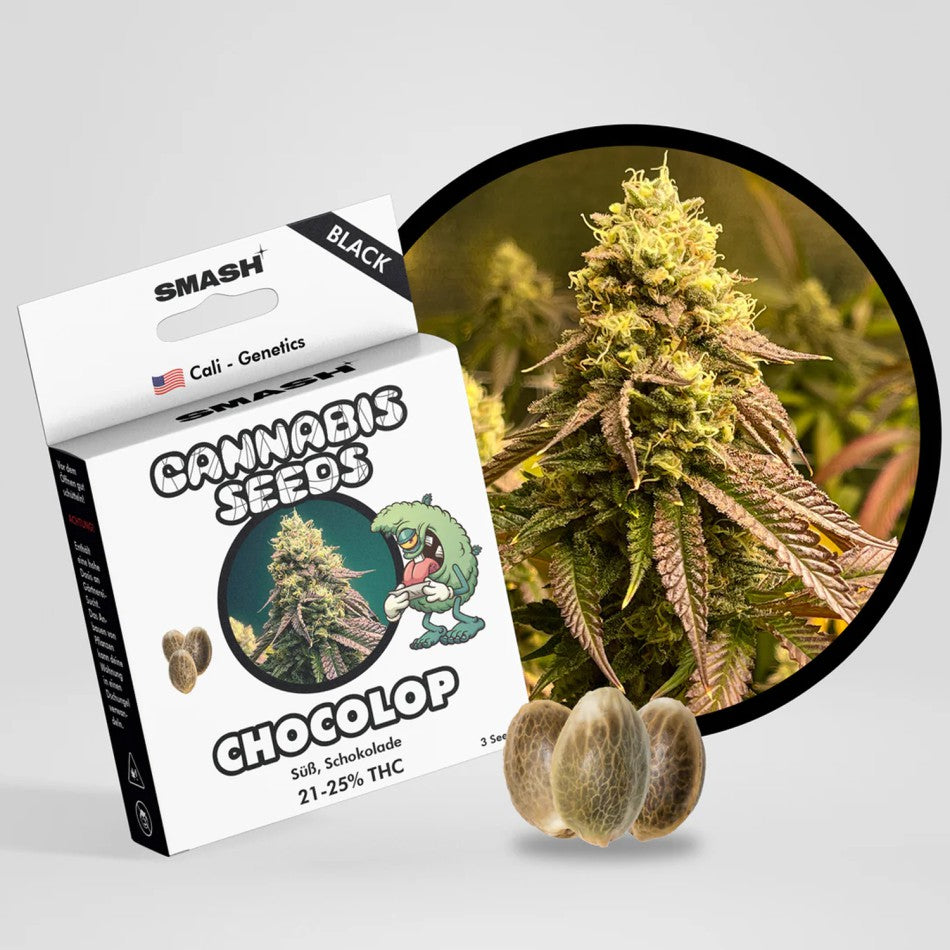 "Chocolop" | 21-25% THC | Black Genetic | 3 Samen