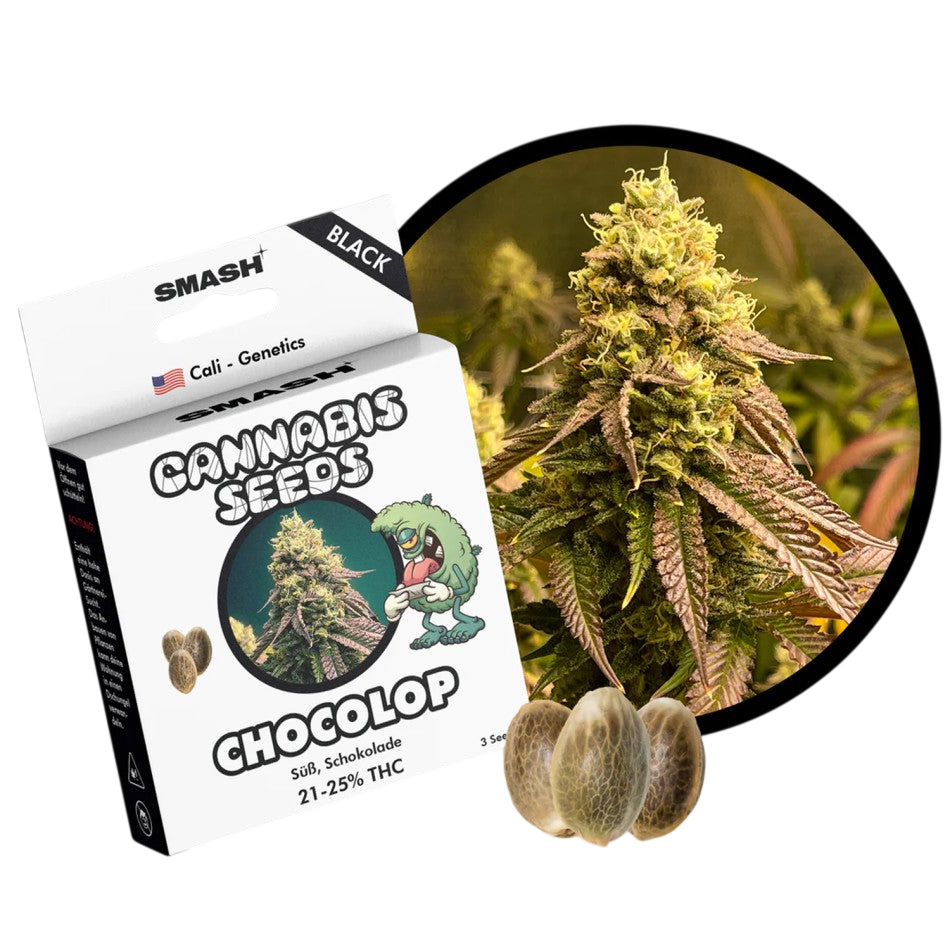 "Chocolop" | 21-25% THC | Black Genetic | 3 Samen